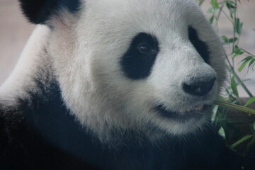 giant panda in zoo in belin in germany  © frdric