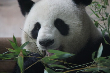 giant panda in zoo in belin in germany  © frdric