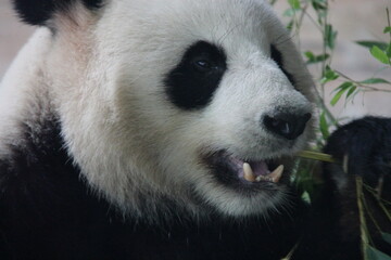 giant panda in zoo in belin in germany  © frdric