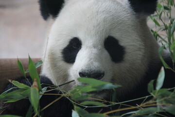 giant panda in zoo in belin in germany  © frdric