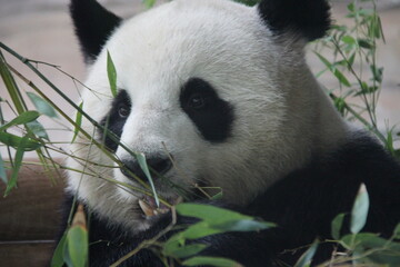 giant panda in zoo in belin in germany  © frdric