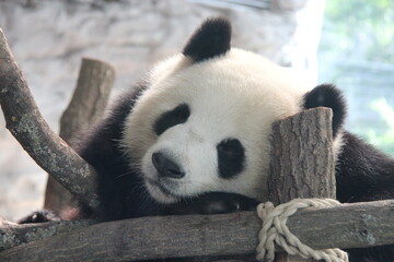 giant panda in a zoo in berlin in germany  © frdric
