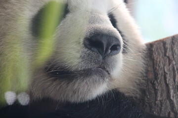 giant panda in a zoo in berlin in germany  © frdric