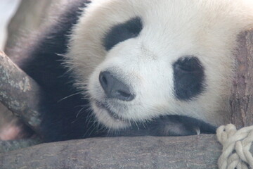 giant panda in a zoo in berlin in germany  © frdric