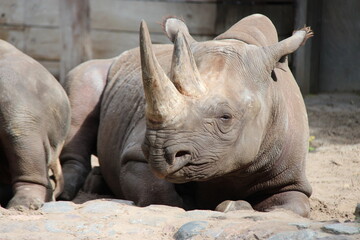black rhinoceros in a zoo in berlin in germany  © frdric