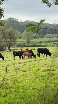 Herd of cows with calves grazing peacefully in a rural field