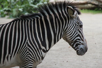 Naklejka premium zebra in zoo in berlin in germany 