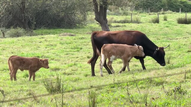 Mother cow grazing in a pasture with two calves