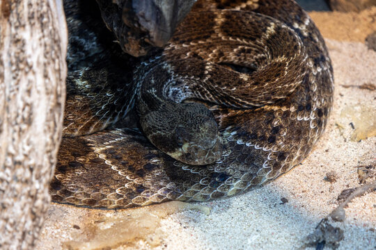 Eastern Diamondback Rattlesnake, one of the largest venomous snakes in North America