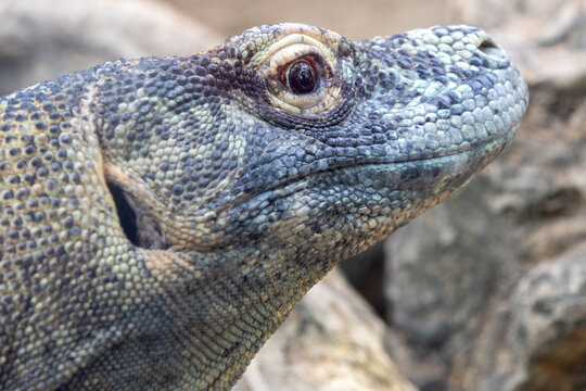 Close-up view of a Komodo dragons eye reveals the remarkable details of this iconic reptile