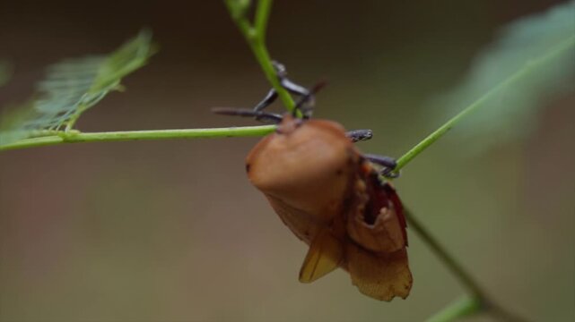 Macro 4K video of a giant stink bug (Tessaratomidae) hanging on a green stem in soft light.