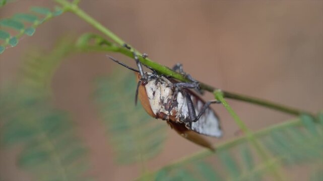 Macro 4K video of a giant stink bug (Tessaratomidae) clinging under a green stem in sunlight.