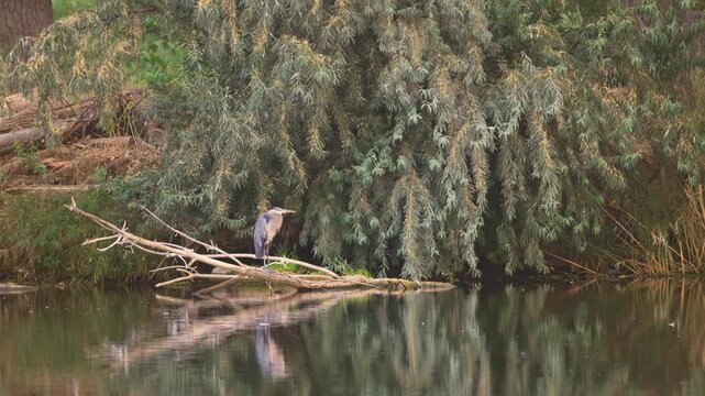 Great Blue Heron Perched beside Cache la Poudre River Slow Motion