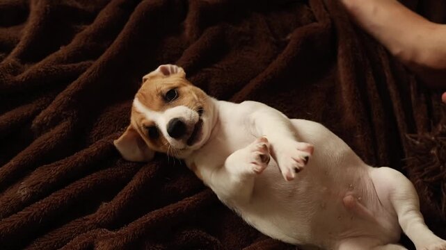 Curious Jack Russell terrier puppy exploring its surroundings in a comfortable home environment, inquisitive pet behavior, charming animal moment.