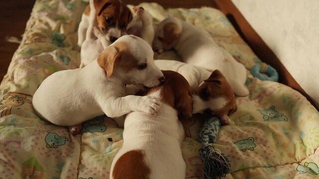 Multiple Jack Russell terrier puppies huddled together in a comforting indoor space, warm pet moment, united animal scene.