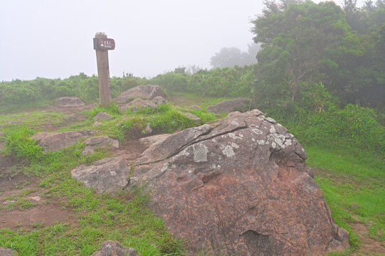 伊豆半島の伊豆山稜線歩道　金冠山山頂　山霧の広い頂

