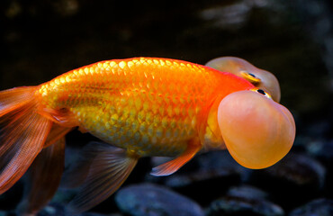 Close-up of a bubble eye goldfish, a breed of goldfish © Yf