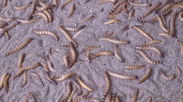 Top Down View of Live Mealworms Crawling on Sand Background