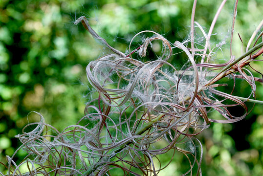 Opened seed pods of Rosebay willowherb (Epilobium angustifolium) in a summer forest