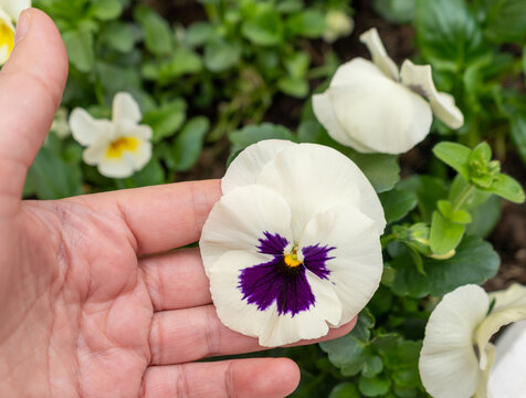 Large Violet Pansies on Palm Hand, Tricolor Viola Close up, Viola Flowers Bed, Heartsease Mix