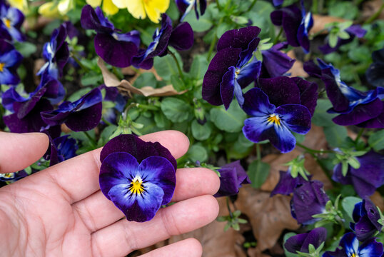 Small Violet Pansies on Palm Hand, Tricolor Viola Close up, Viola Flowers Bed, Heartsease Mix