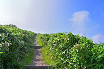 伊豆半島　夏の伊豆山稜線歩道　雲わく達磨山　熊笹の登山道  © Green Cap 55