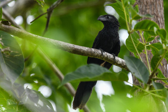 groove-billed ani
