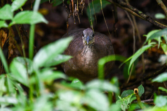 great tinamou