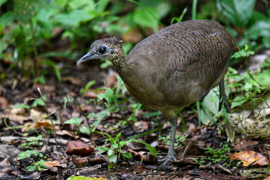 great tinamou