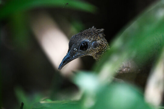 great tinamou