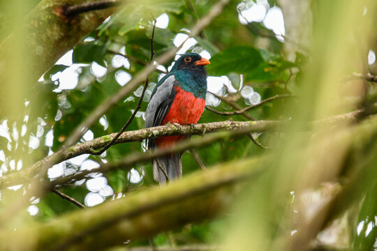 slaty-tailed trogon