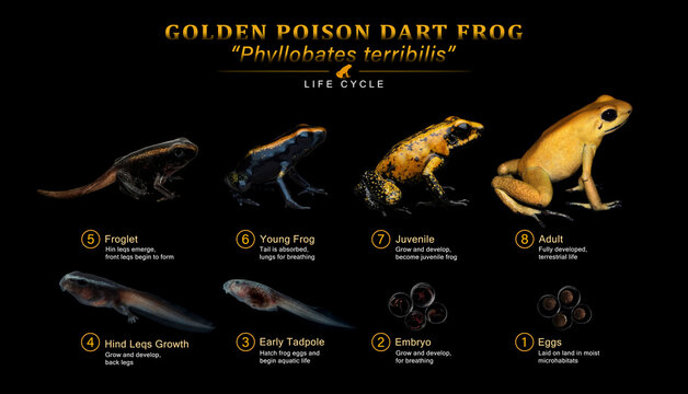 Life cycle Golden Poison Arrow Frog (Phyllobates terribilis) isolated on black background, Life cycle a froga Golden poison dart frog Phyllobates terribilis