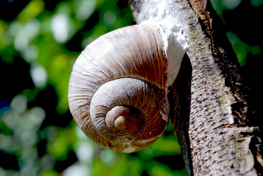 snail attached to a tree with special mucus during the heat of the summer forest