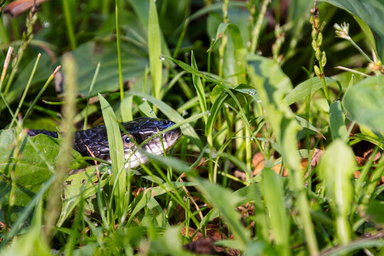 black rat snake waiting in the grass face closeup with water droplets