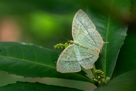 Marbled map butterfly(Cyrestis cocles) perched on Croton roxburghii N.P. Balakr. flowers ,green background at Pang Sida National Park, Sa Kaeo Province, Thailand.