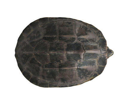 turtle top view turtle shell isolated transparent background