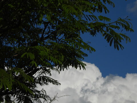A tree with green leaves stands against a bright blue sky filled with large white clouds. The thin branches reach toward the light, creating a peaceful and vibrant moment. 
