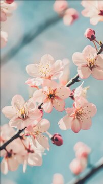 A close-up of cherry blossom flowers with soft focus in the background.