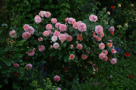 Chippendale Rose Bush in Full Bloom in Summer Garden