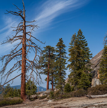 Beautiful view of pine trees and granite slopes at the foot of Sentinel Dome in Yosemite