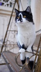 cat on a swing © Ahmed J.R