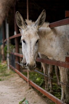 donkey in field