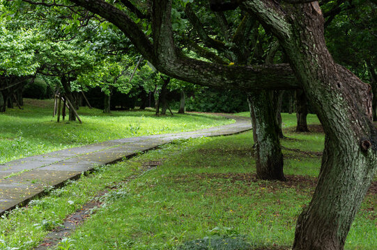 夏の大宮第二公園の鮮やかな緑に包まれた散歩道と雨上がりの木々