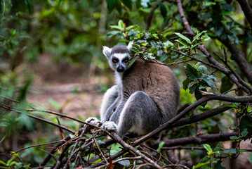 Naklejka premium A wild maki resting in a tree on safari in South Africa