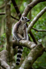 Naklejka premium A wild maki resting in a tree on safari in South Africa