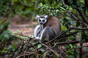 Naklejka premium A wild maki resting in a tree on safari in South Africa