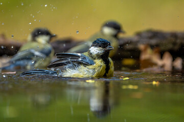 Tit takes a bath. © pityke70