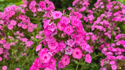 Obraz premium pink flowers in the garden