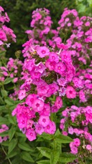 Obraz premium pink flowers in the garden