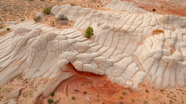 Aerial view of the unique white sandstone formations and red rock landscape of White Pocket with a lone pine tree in Coconino County, Arizona, United States.